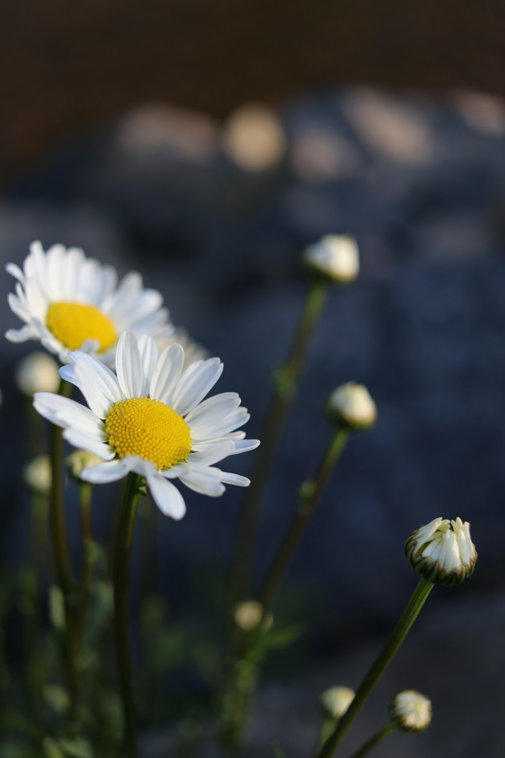 white flowers with green stems