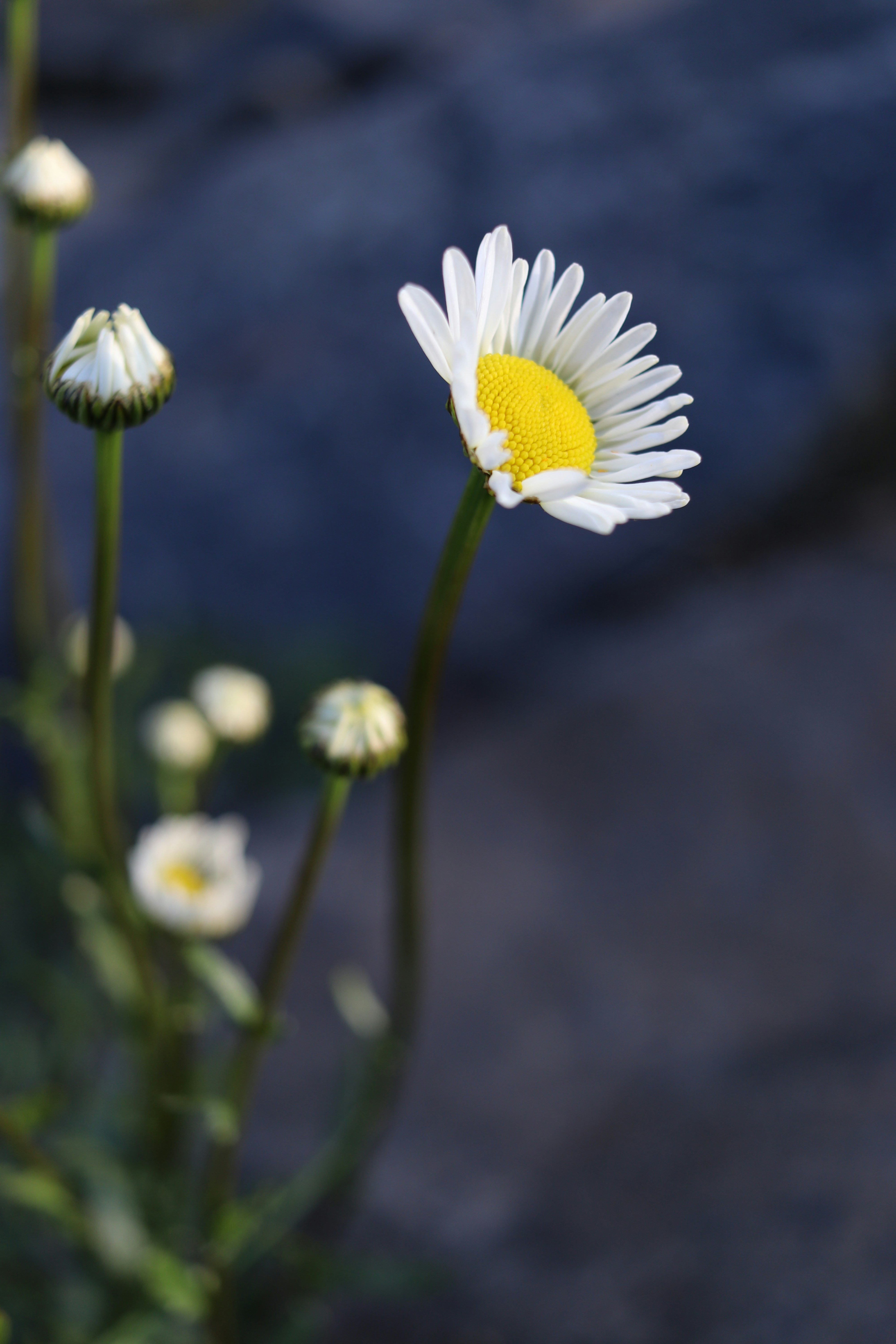 Daisies in the late summer sunlight, River Ettrick, Philiphaugh Estate, Selkirk