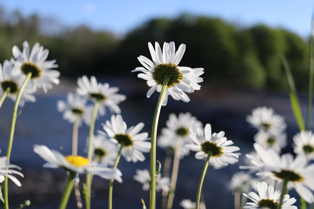 macro photography of white daisies during daytime