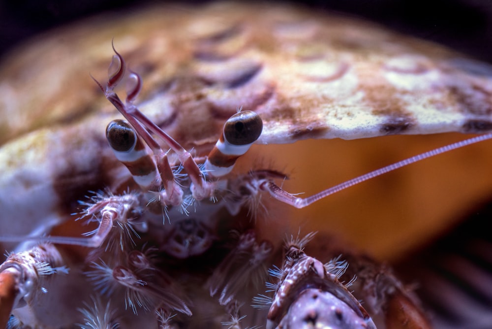 foto de foco raso do caracol marrom
