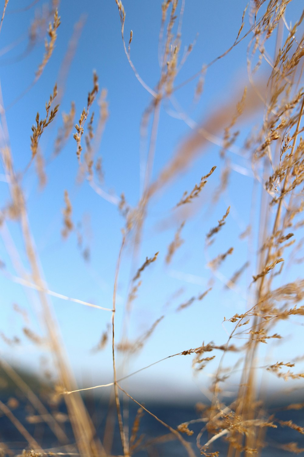 a close up of some grass with a blue sky in the background