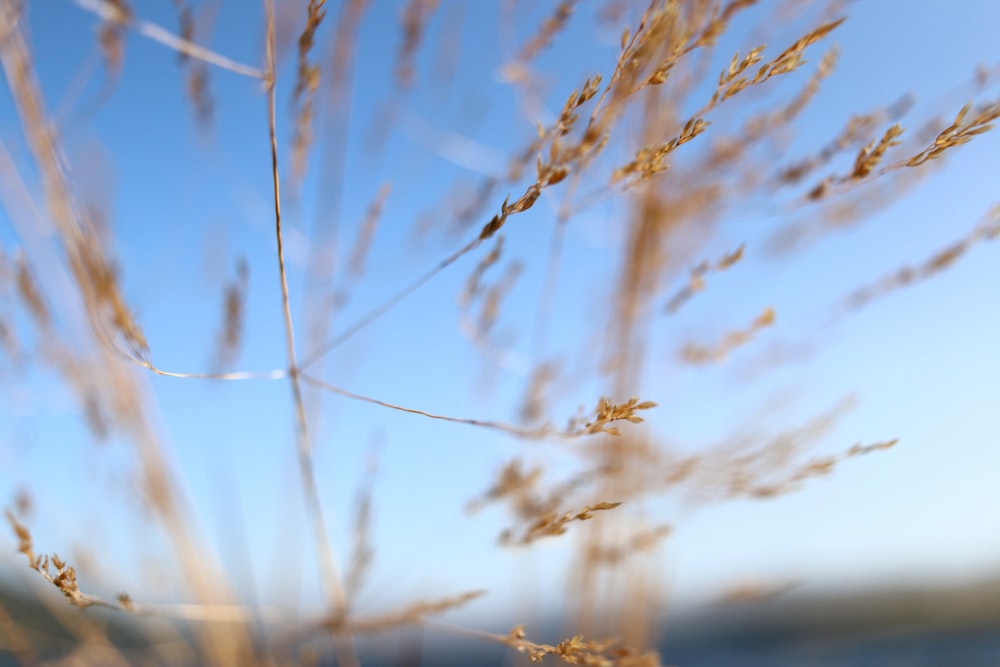 macro photography of brown wheat during daytime