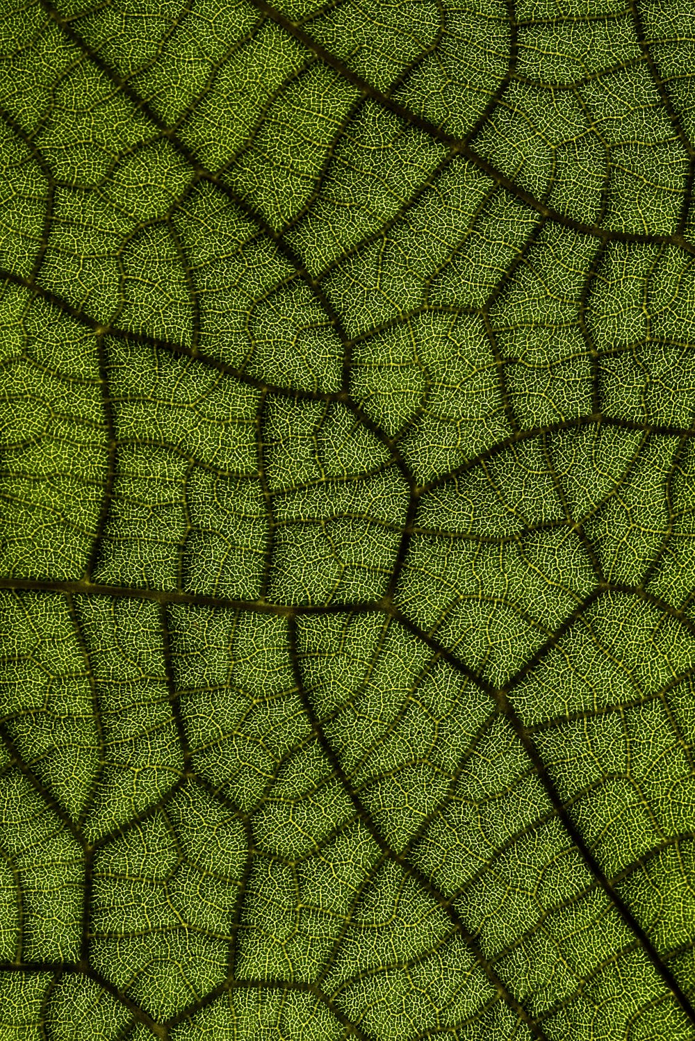 green leaf