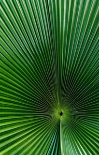 A vibrant green palm leaf with radiating linear patterns converging at the center, creating a symmetrical and geometric appearance.