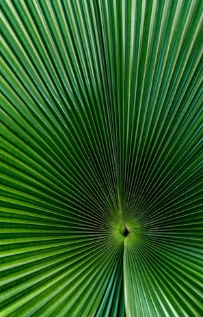 A vibrant green palm leaf with radiating linear patterns converging at the center, creating a symmetrical and geometric appearance.