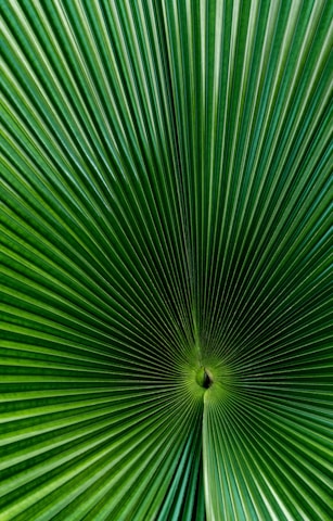 green fan palm leaf