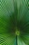 green fan palm leaf