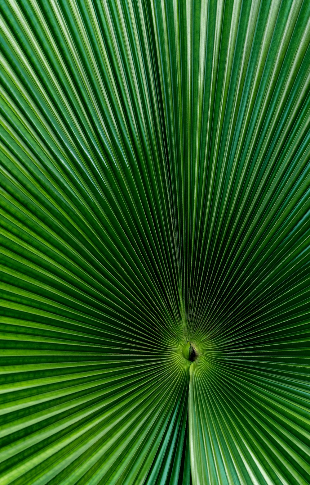 hoja de palma de abanico verde