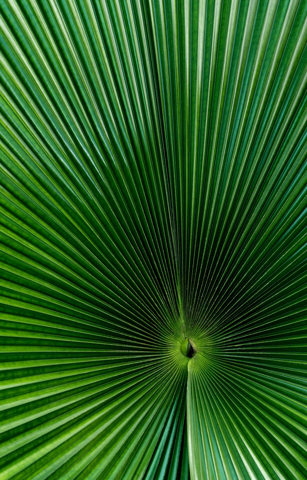 green fan palm leaf