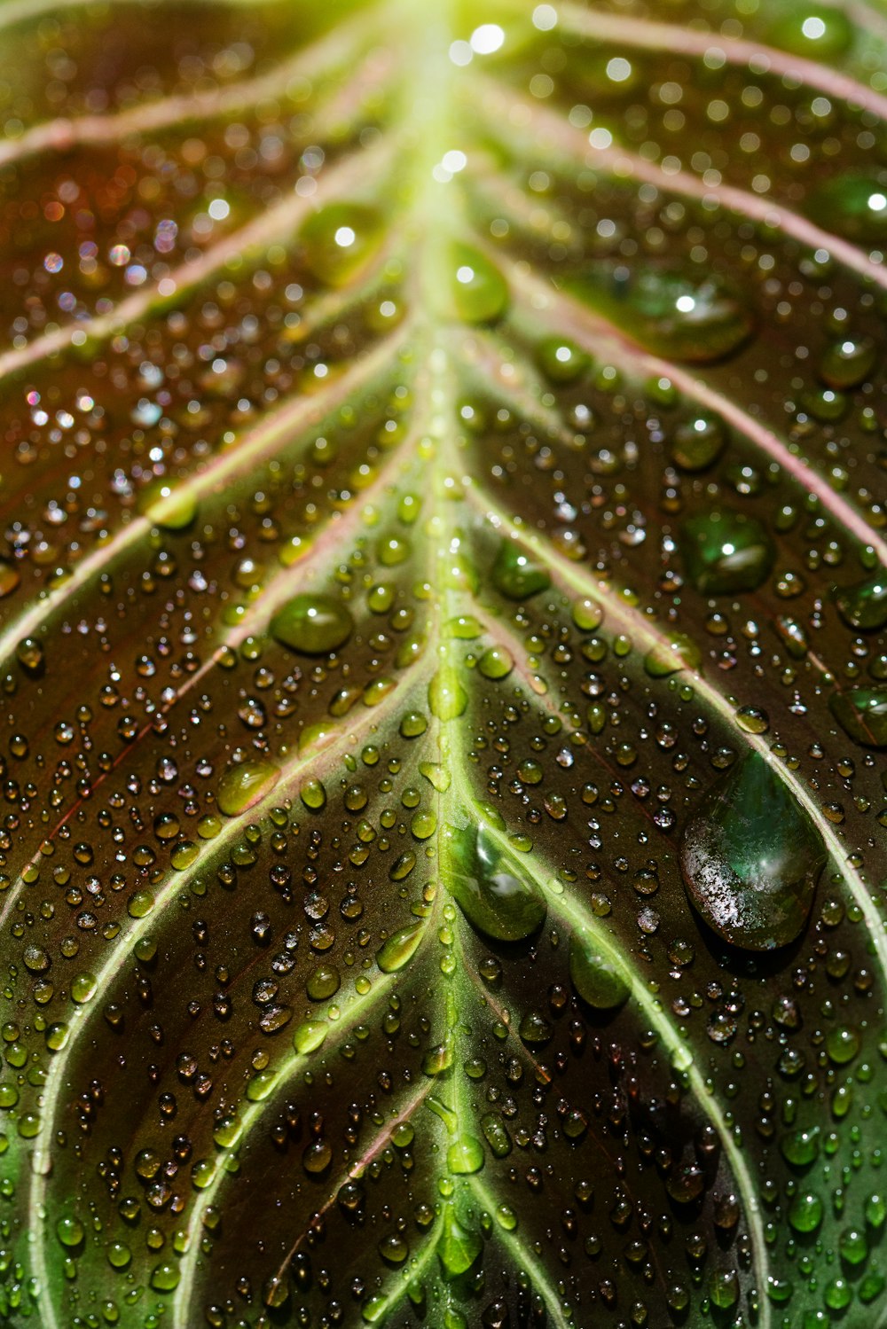 close-up photography of water dews on leaf