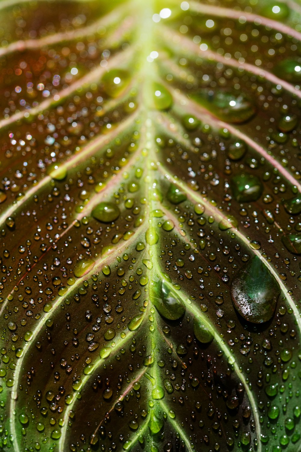 Fotografía de primer plano de rocíos de agua en la hoja