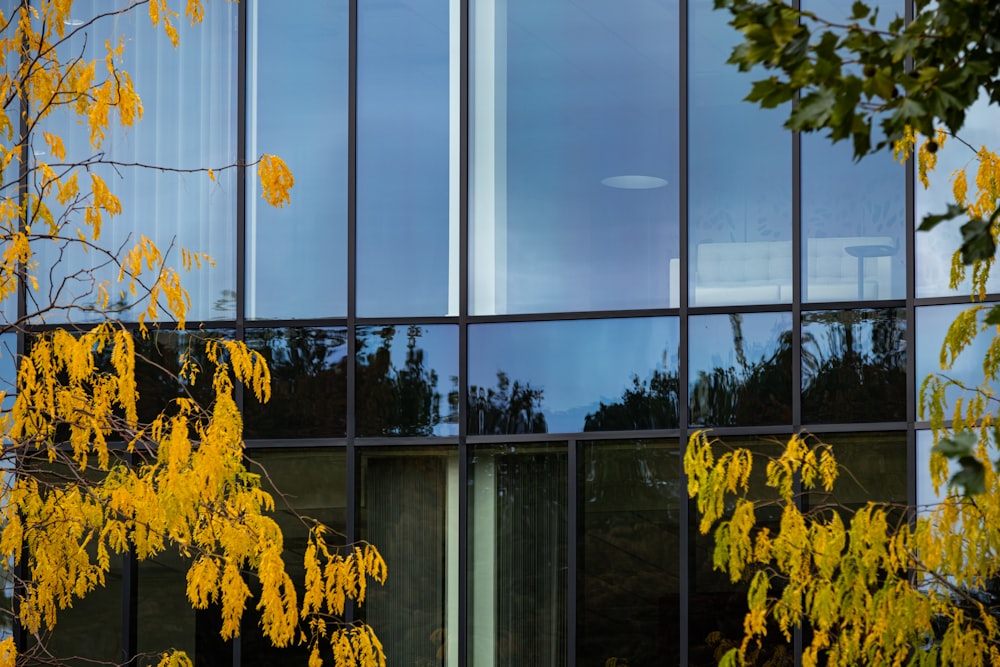 trees by the building