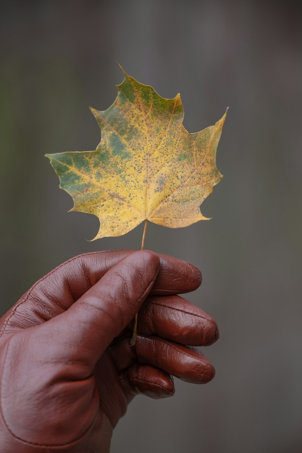 gelbes und grünes Blatt