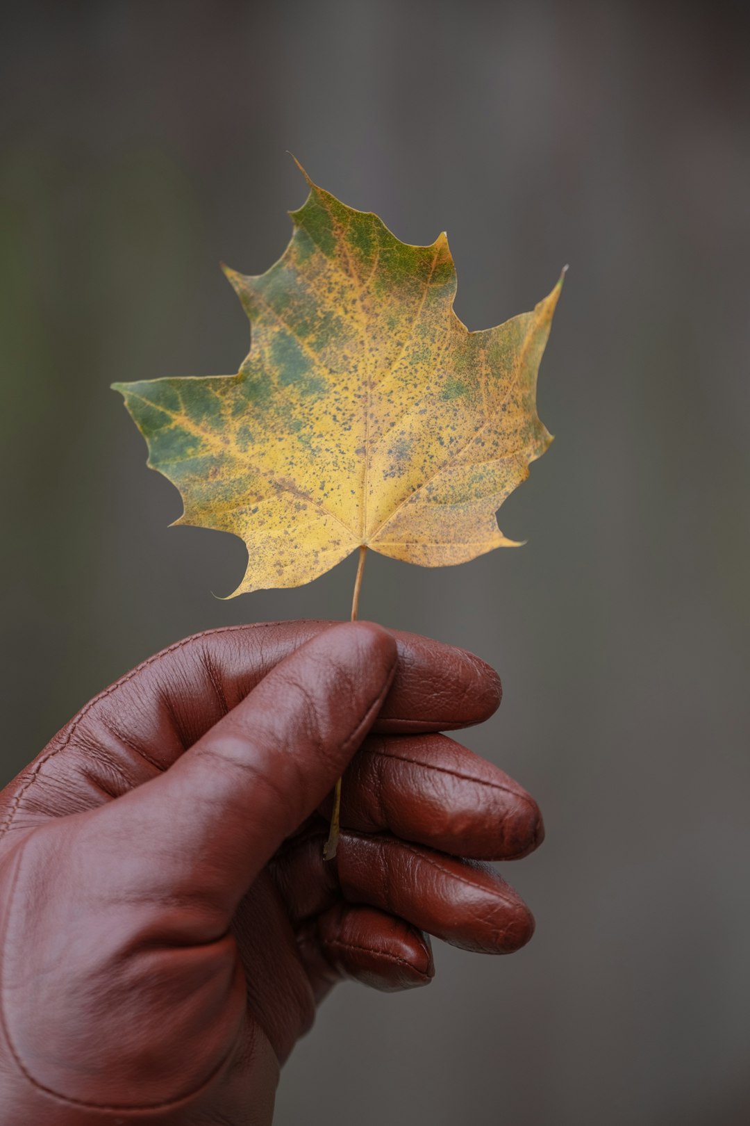 yellow and green leaf