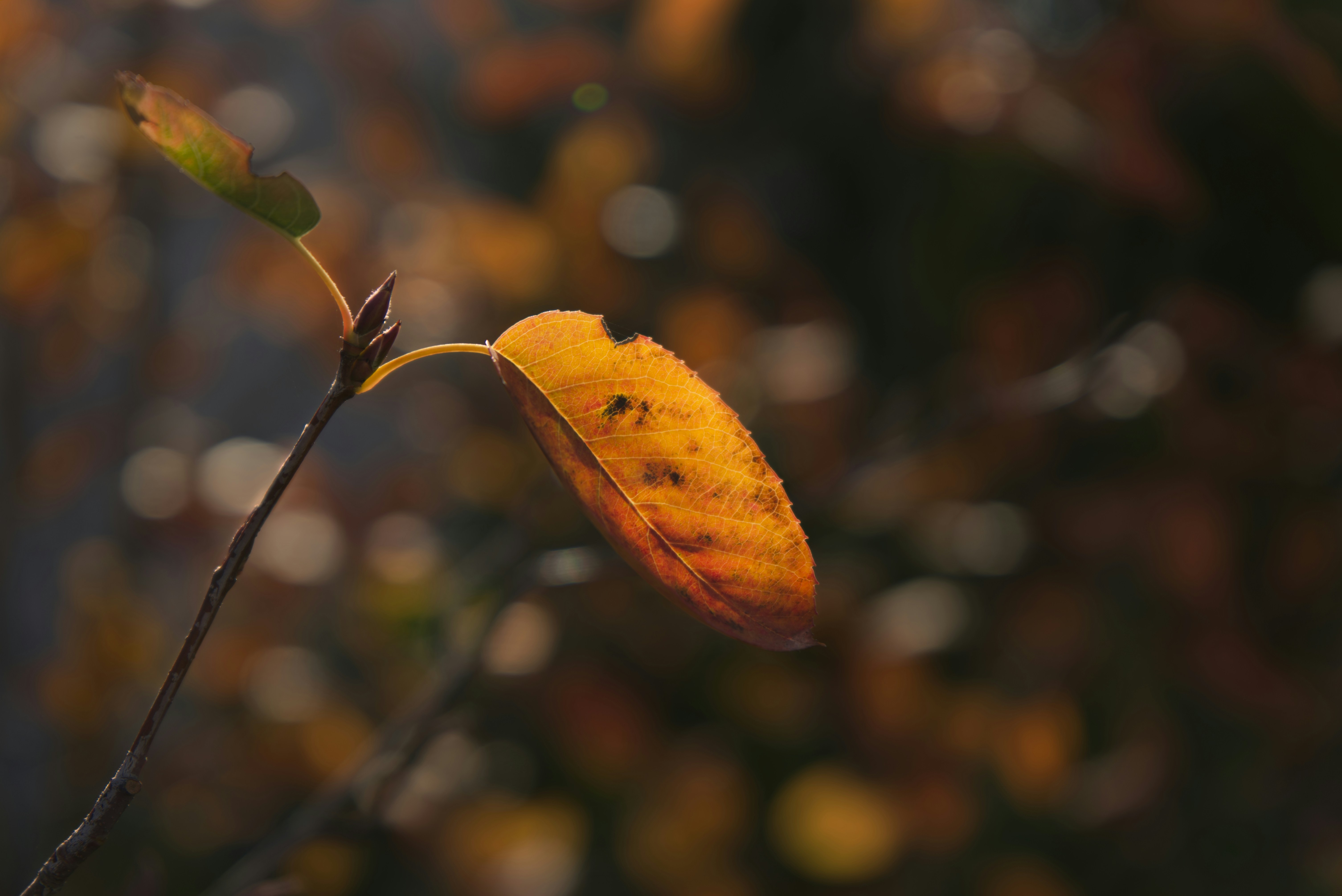 Photo by swimstaralex