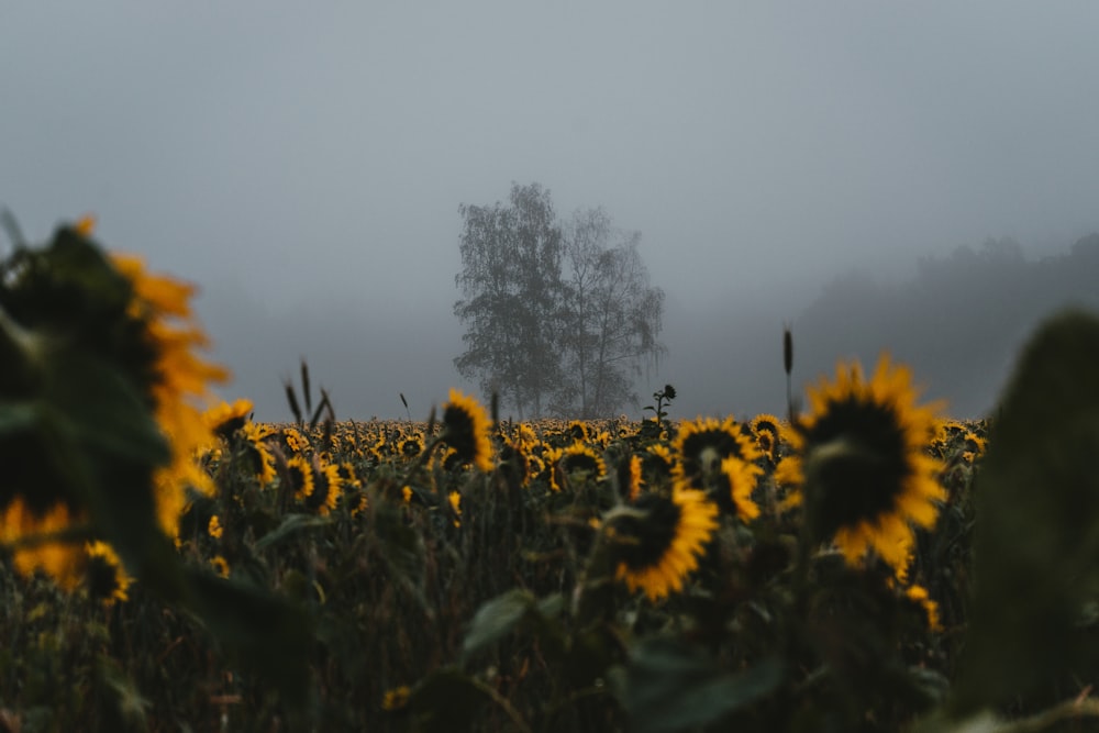gelbes Sonnenblumenfeld
