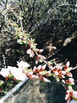Close-up of bees buzzing among blooming flowers in the orchard.