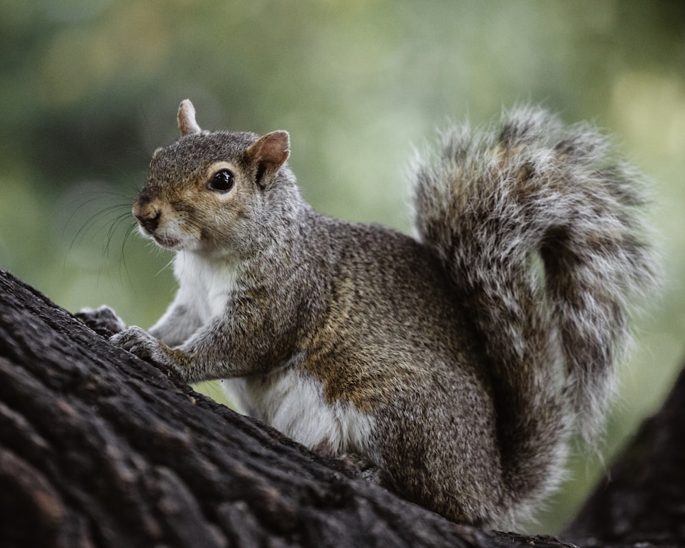 gray squirrel