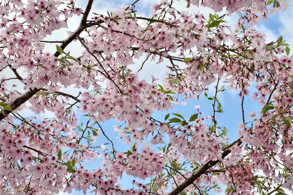 pink cherry blossom tree