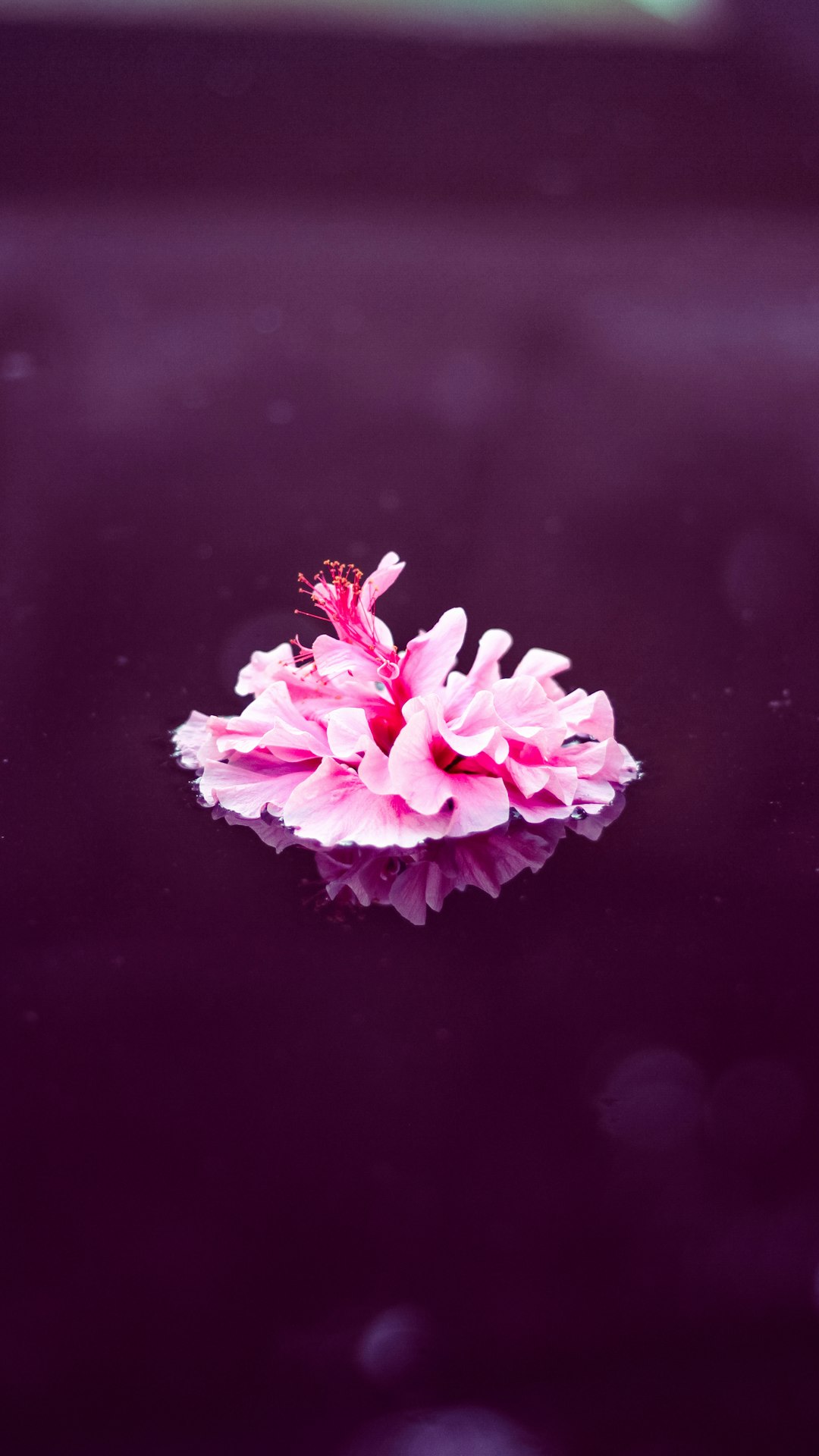 macro photography of pink hibiscus flower