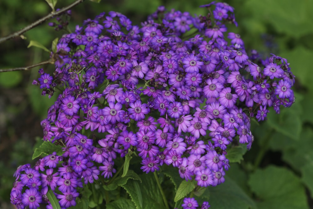 macro photography of purple pericallis flowers