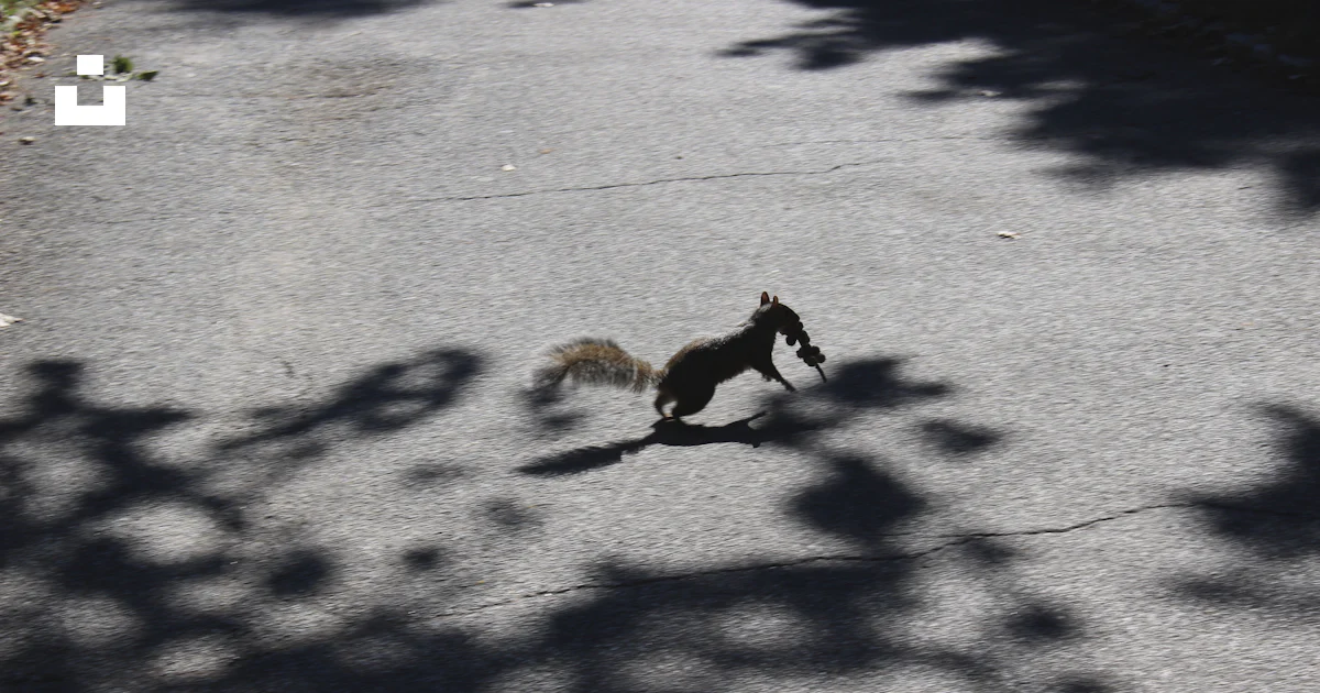 Rodent running on road during day photo – Free Grey Image on Unsplash