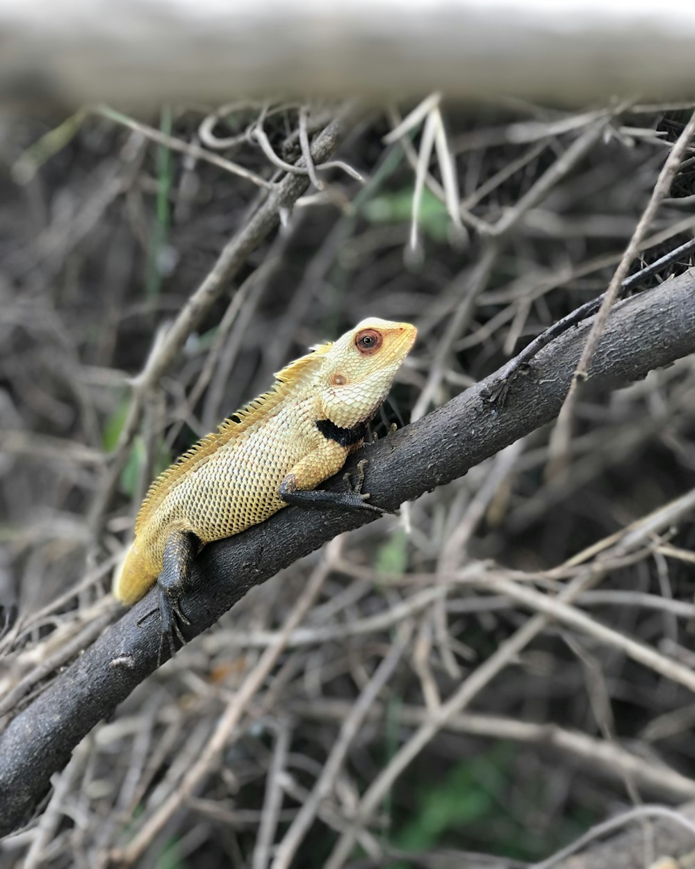 yellow lizard