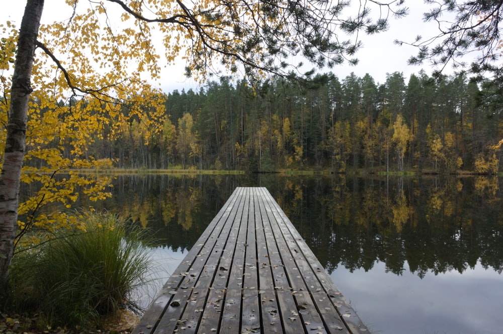gray wooden dock