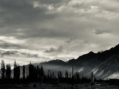 A moody landscape with twisted trees and heavy fog rolling in.