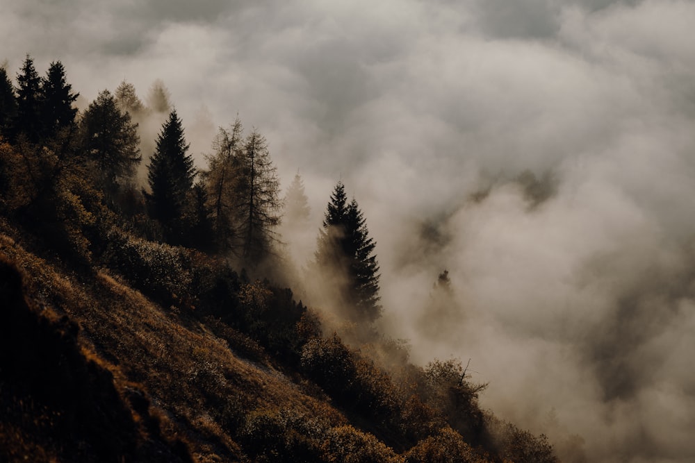 a foggy mountain with trees on the side of it
