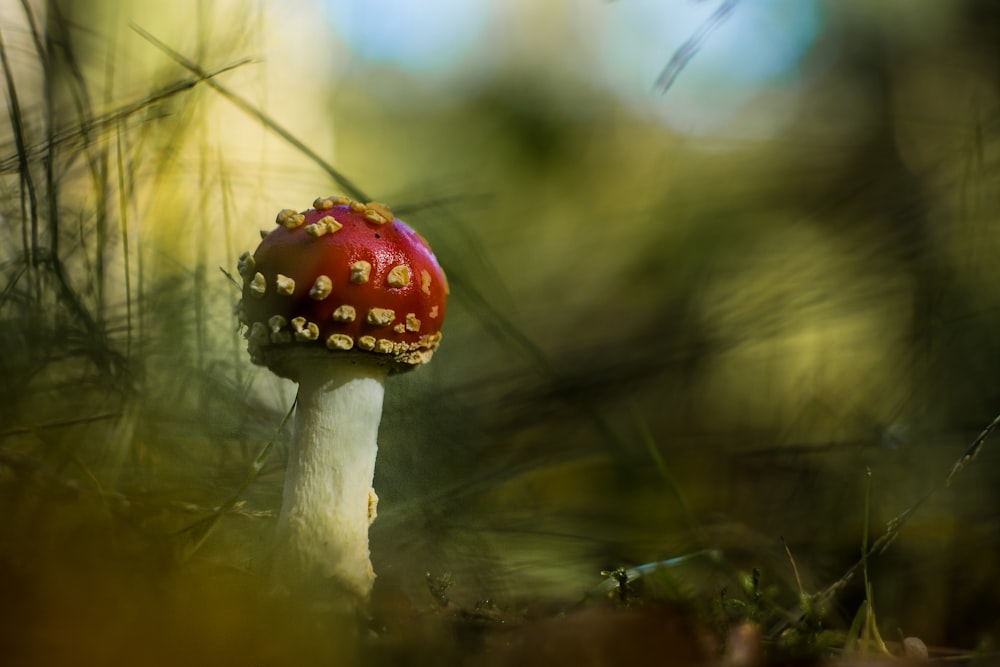 red and white mushroom