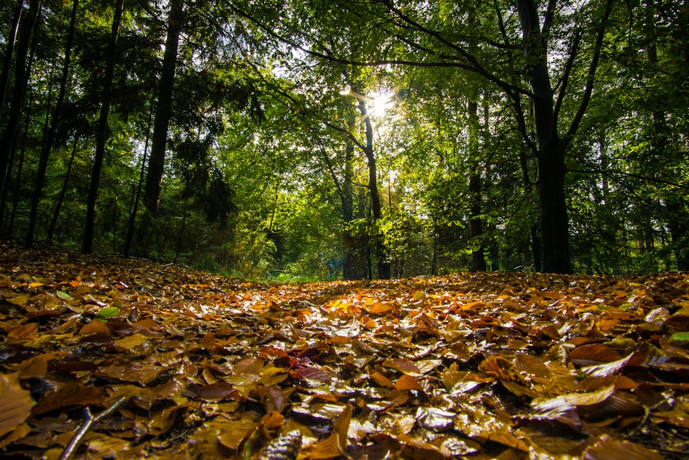 leaves on ground near trees
