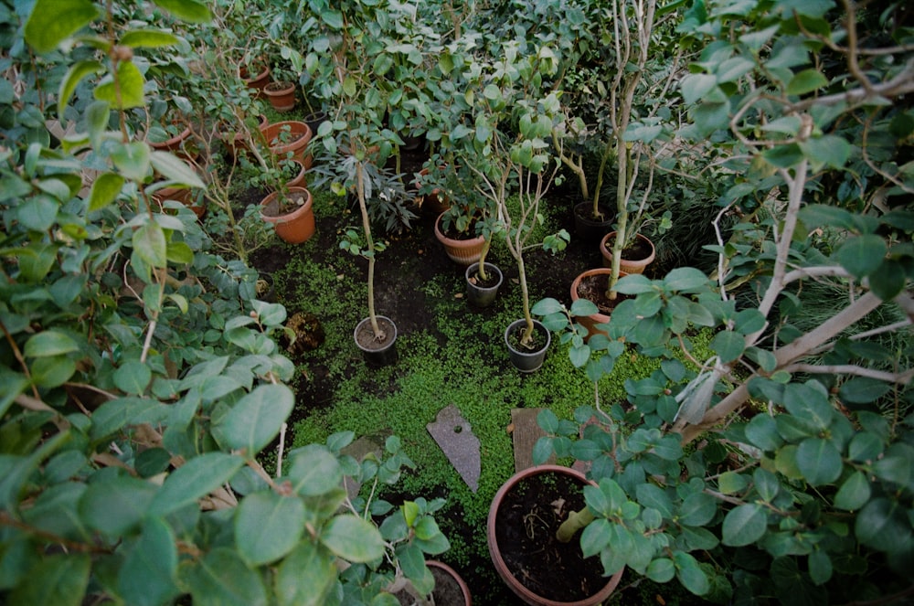 potted green plants