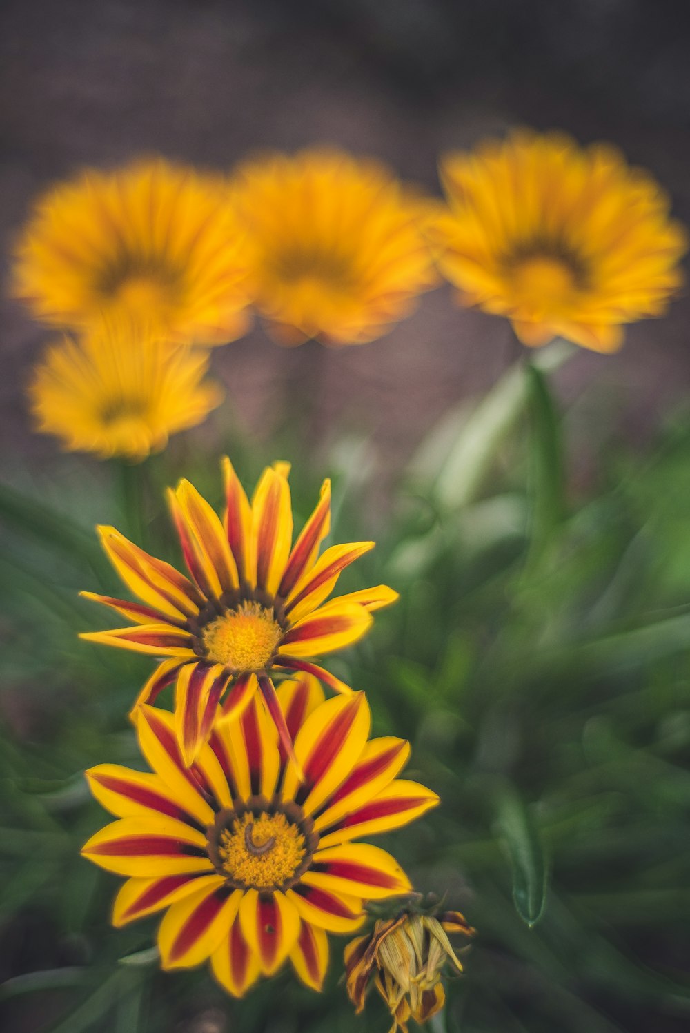 yellow and red petaled flower