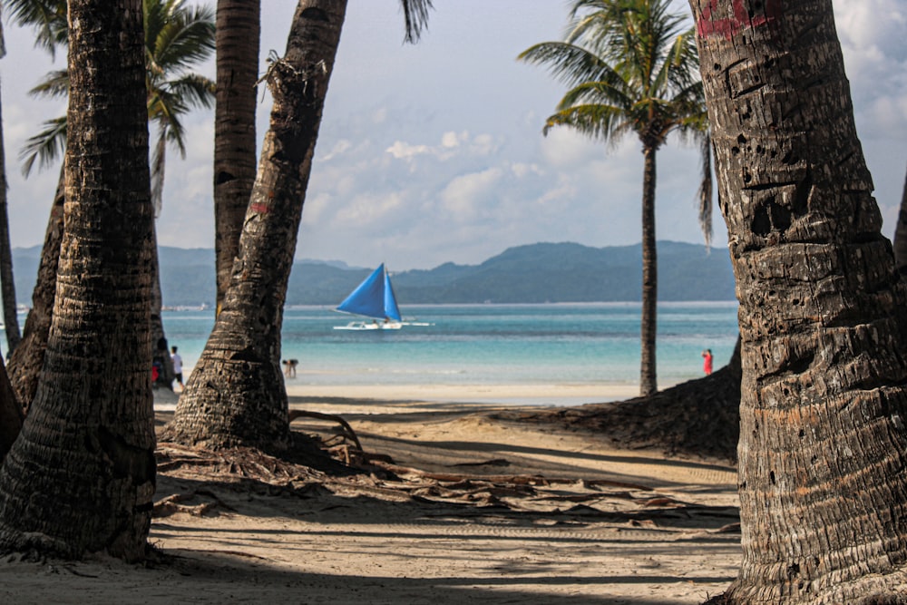 blue and white sailboat near shore