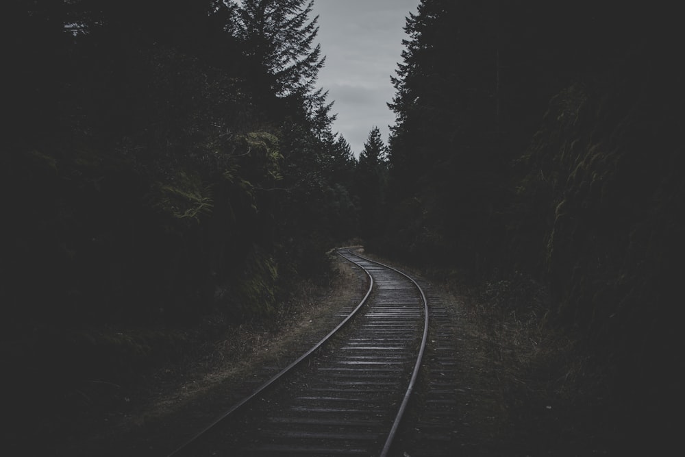 rail de train au milieu des arbres