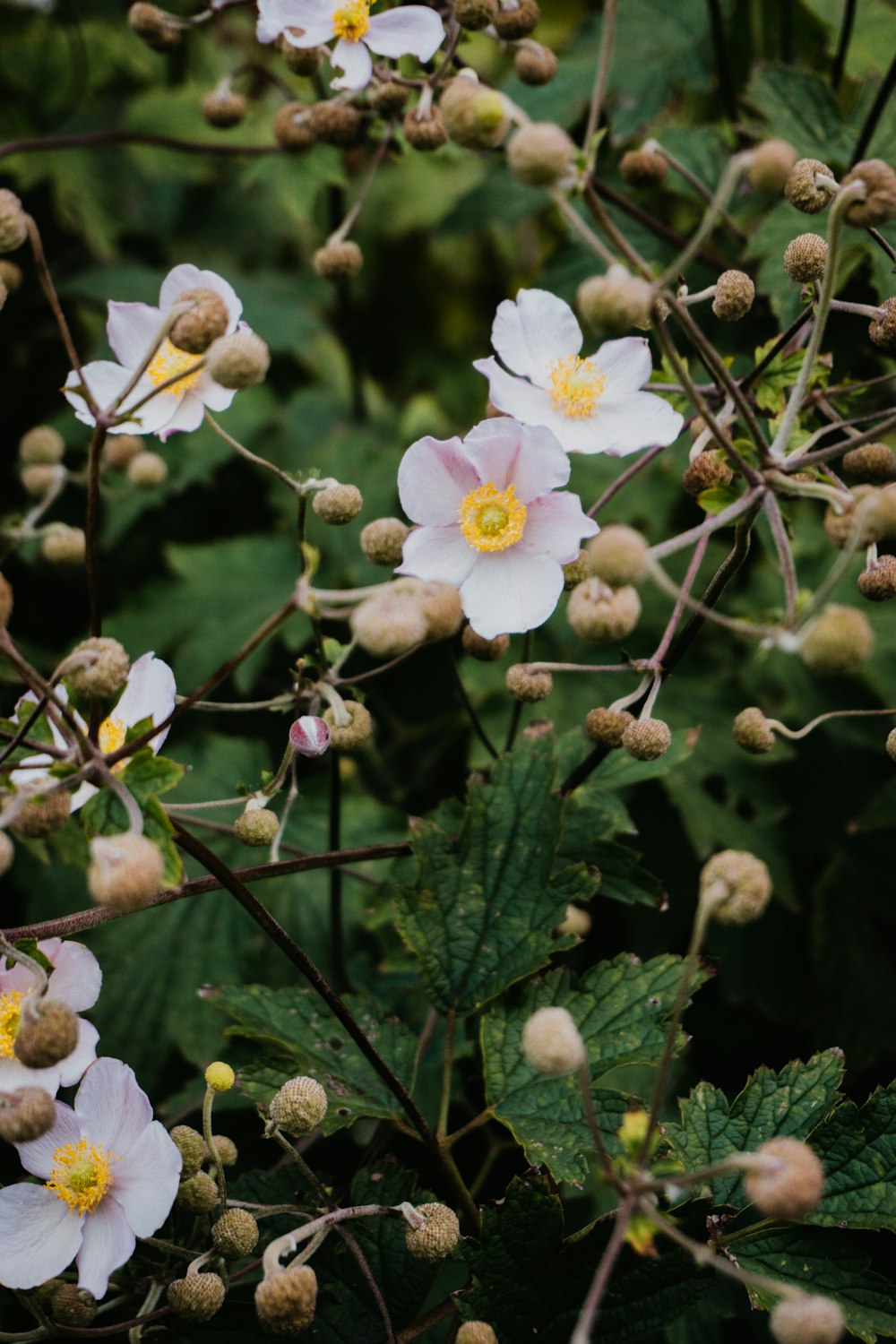 white petaled flower close up photography