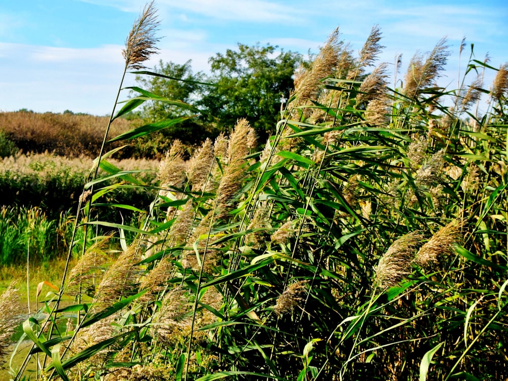 plant field during day