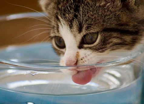 cat drinking water from bowl