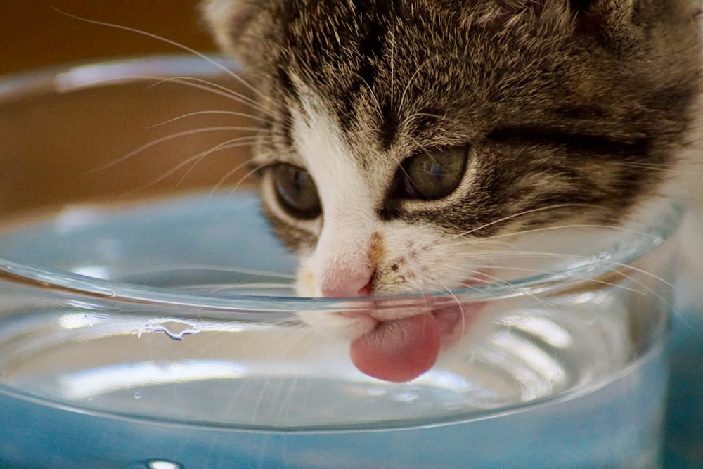 cat drinking water from bowl