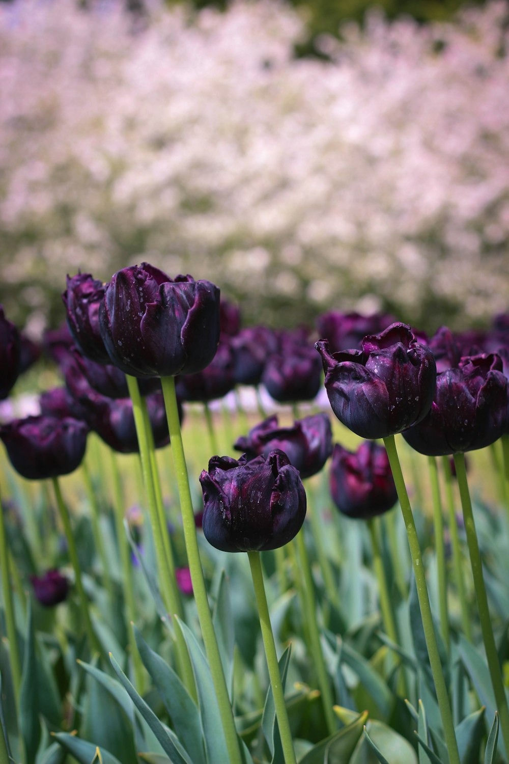 Fotografía macro de flores moradas