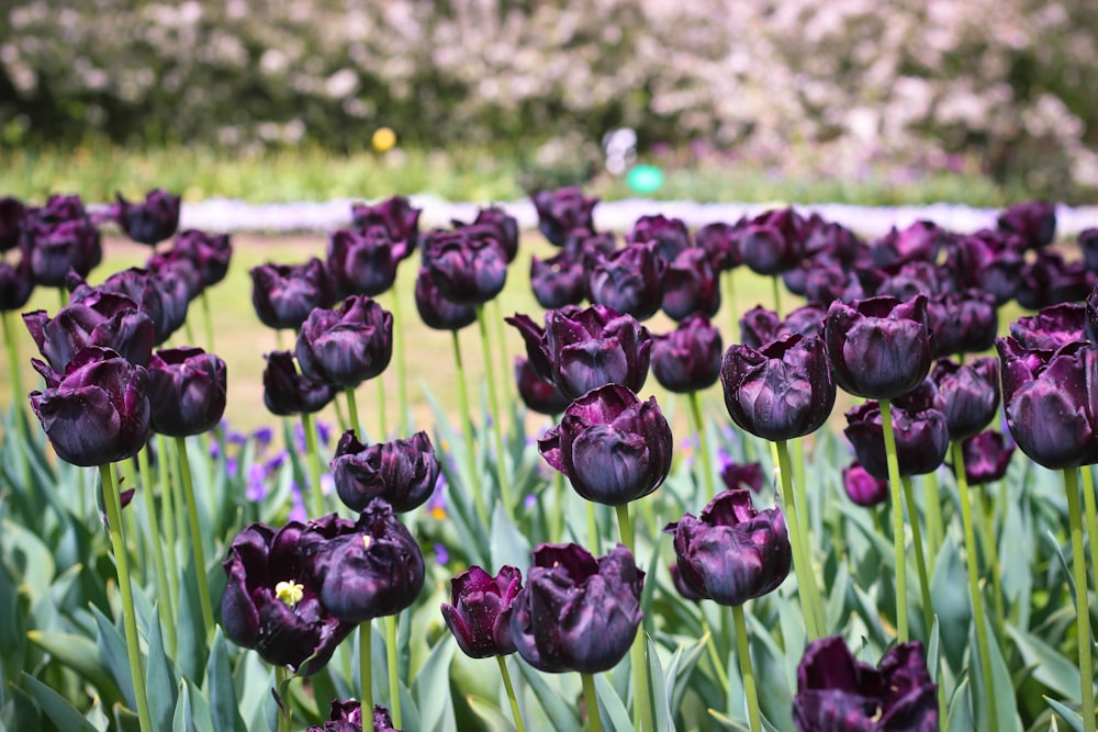 purple tulips