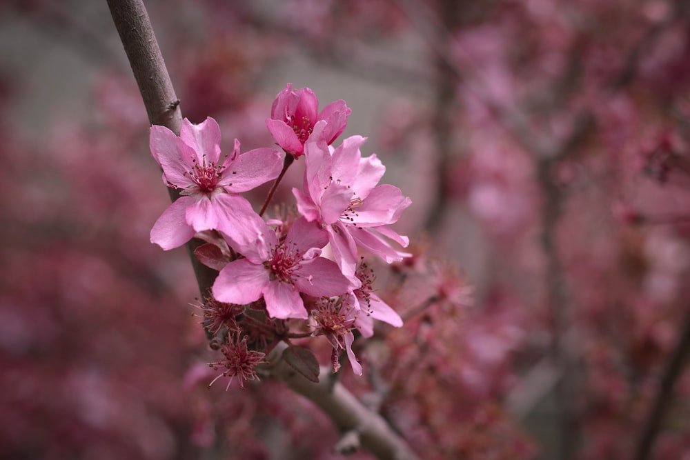 flor de pétalos rosados