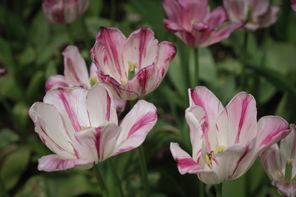 macro photography of white and pink flowers