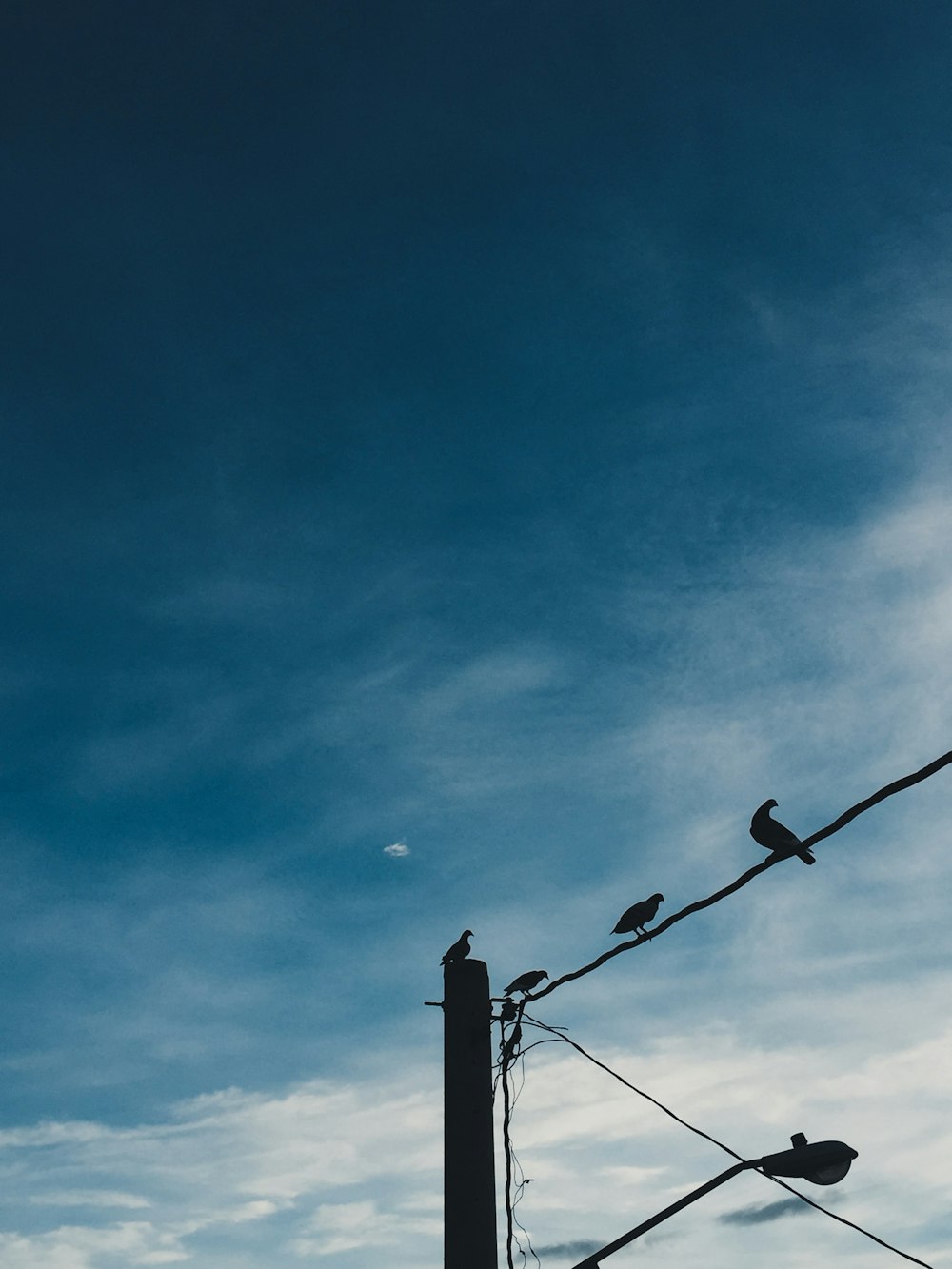 birds on cable