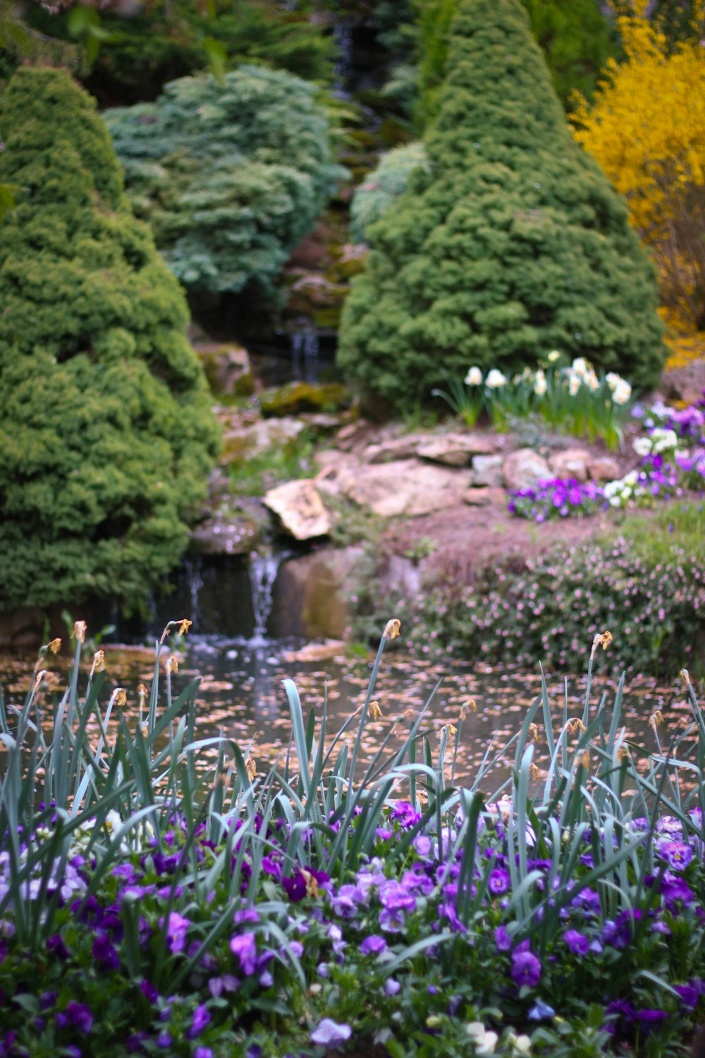 purple petaled flower beside body of water