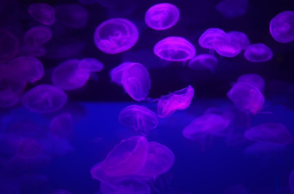 purple jelly fish wallpaper