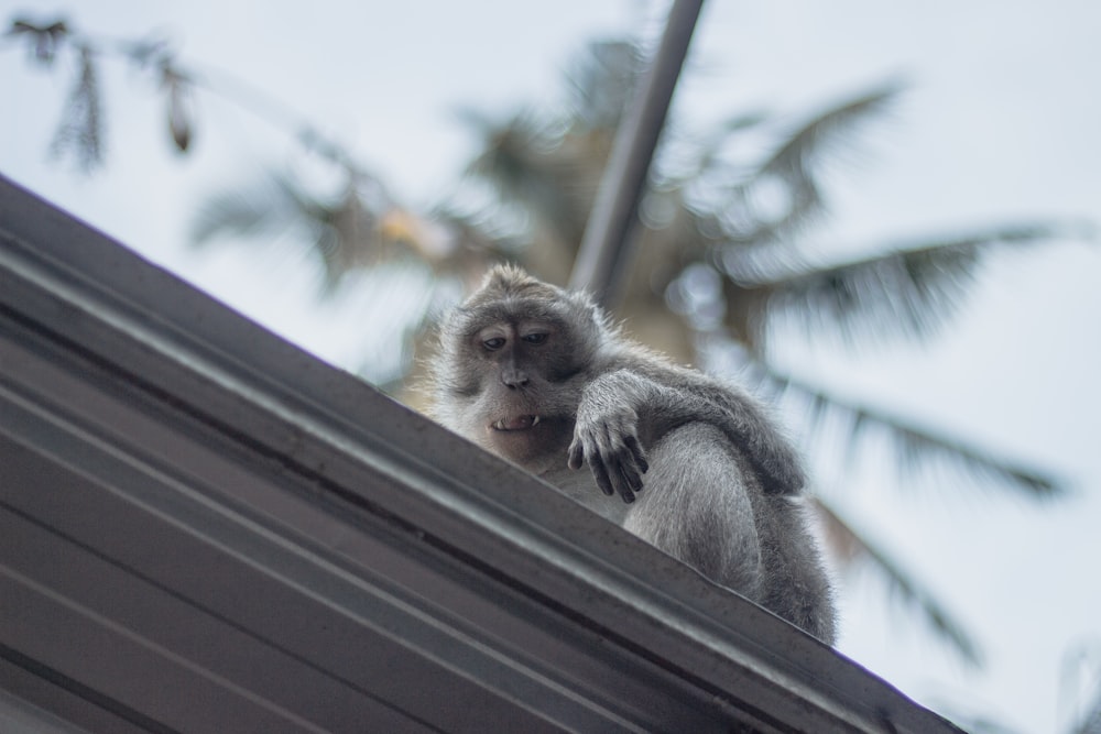 monkey on roof