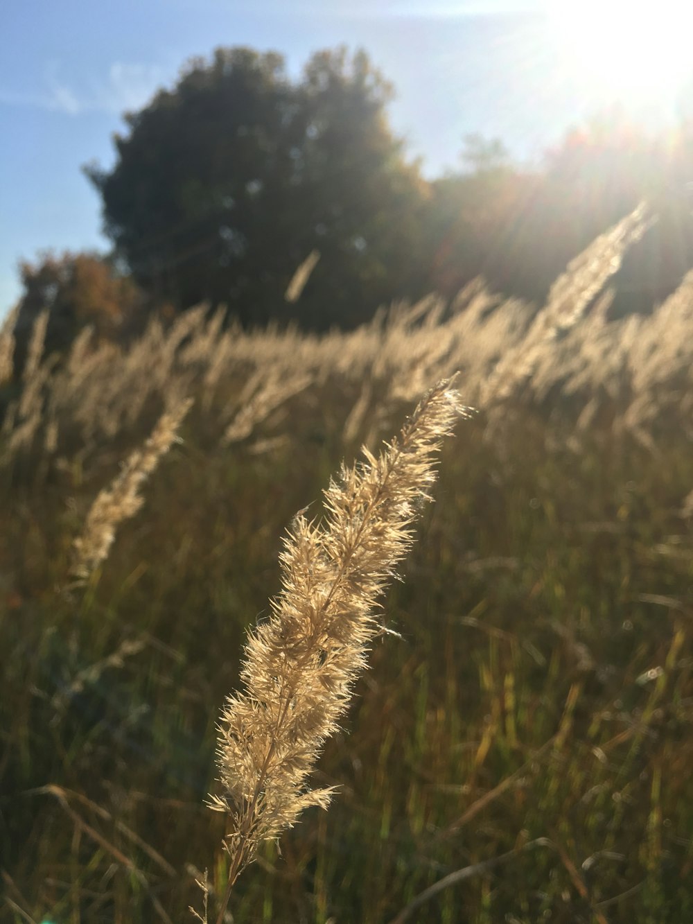 green plant field during day