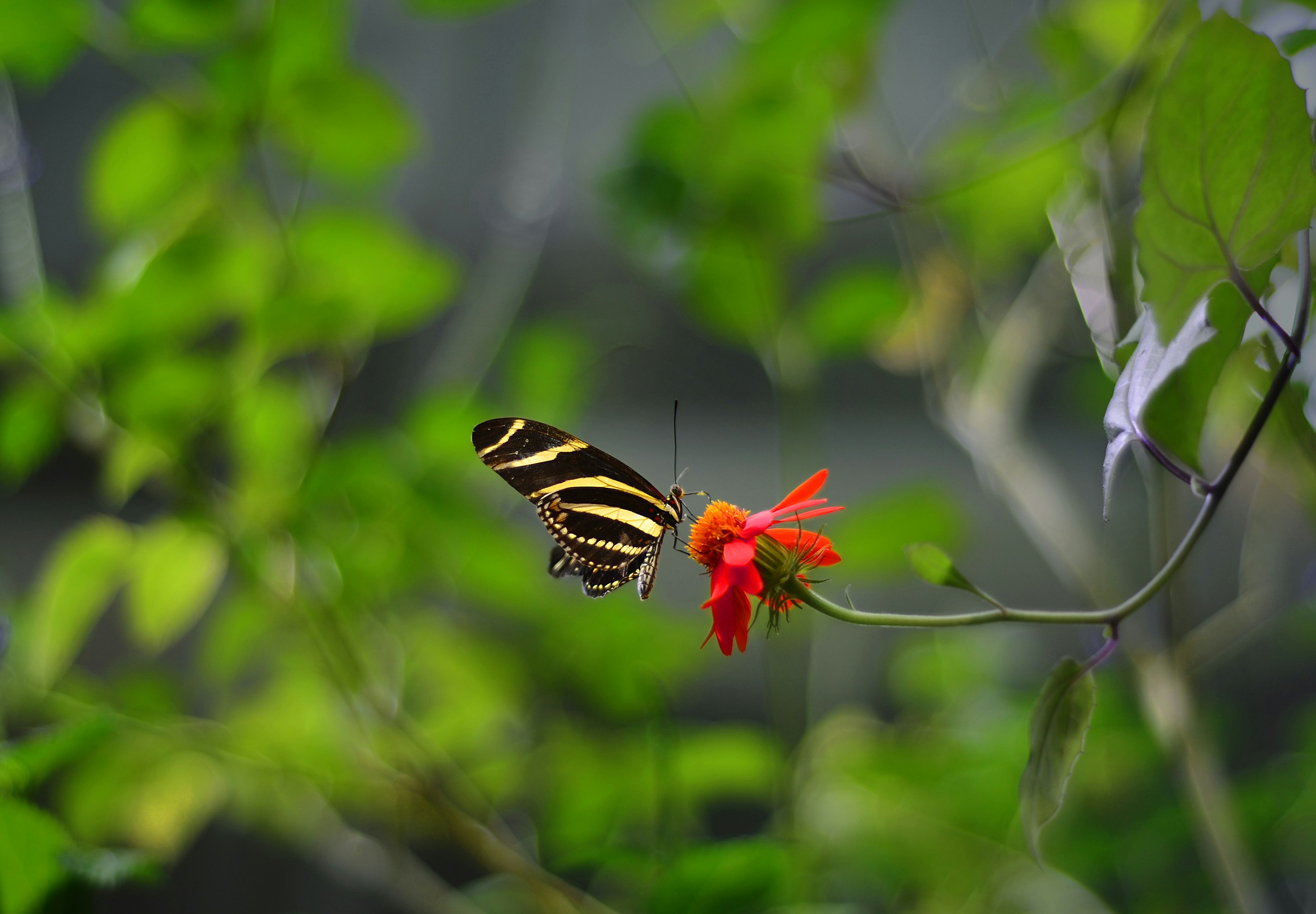 Photo by swasthshishu